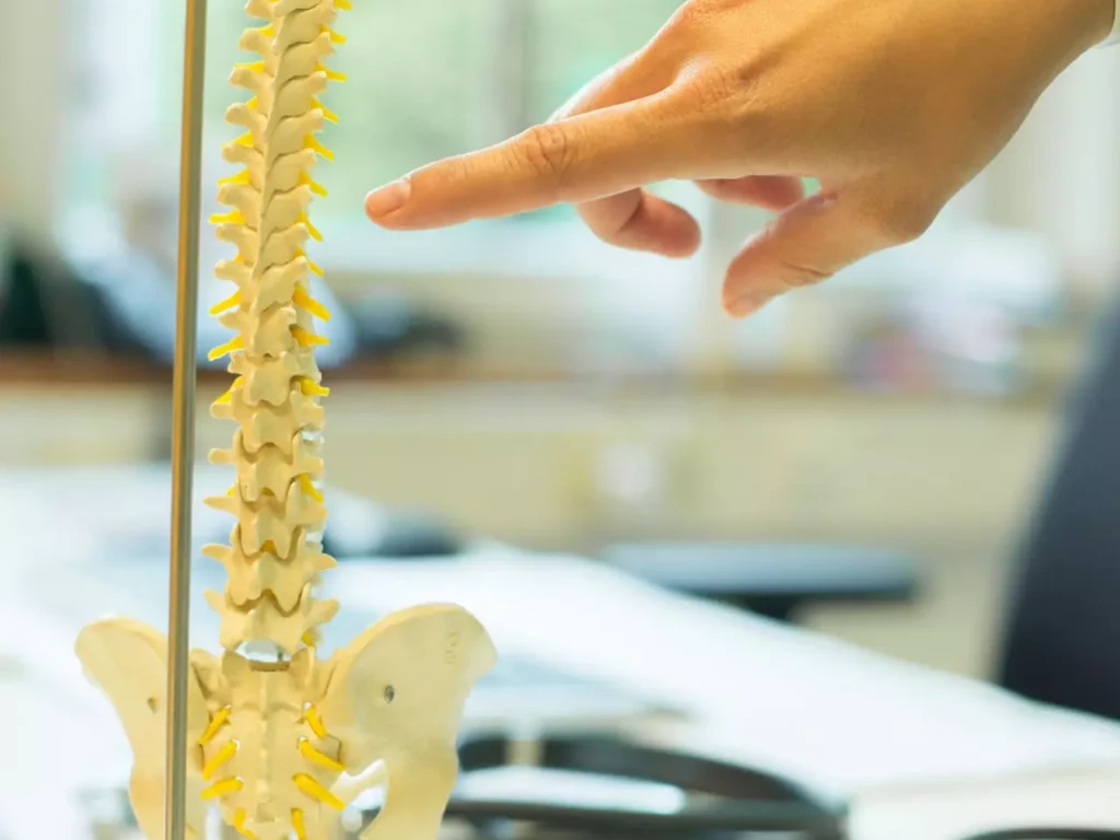 Hand zeigt auf ein Wirbelsäulenmodell im Gesundheitszentrum Bärenhof Bad Gastein zur Therapie und Rehabilitation